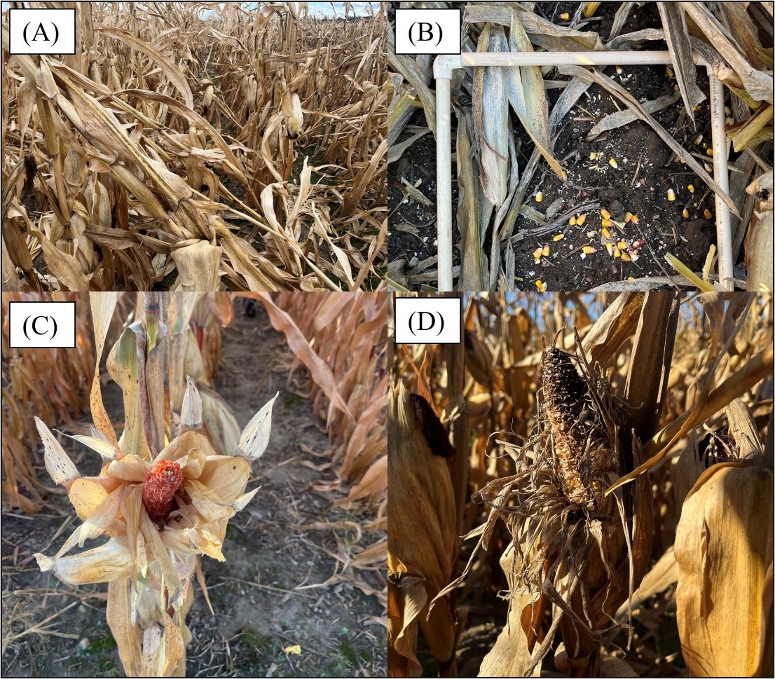 Four images of corn in field labeled A-D showing (A) Stalk lodging. (B) Kernels on ground from shelling. (C and D) Ears with missing kernels due to animal feeding.